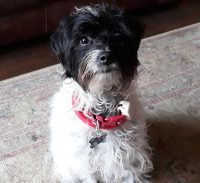 Jake